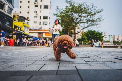 Toy poodle walking on footpath in city