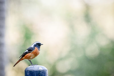 Close-up of bird perching