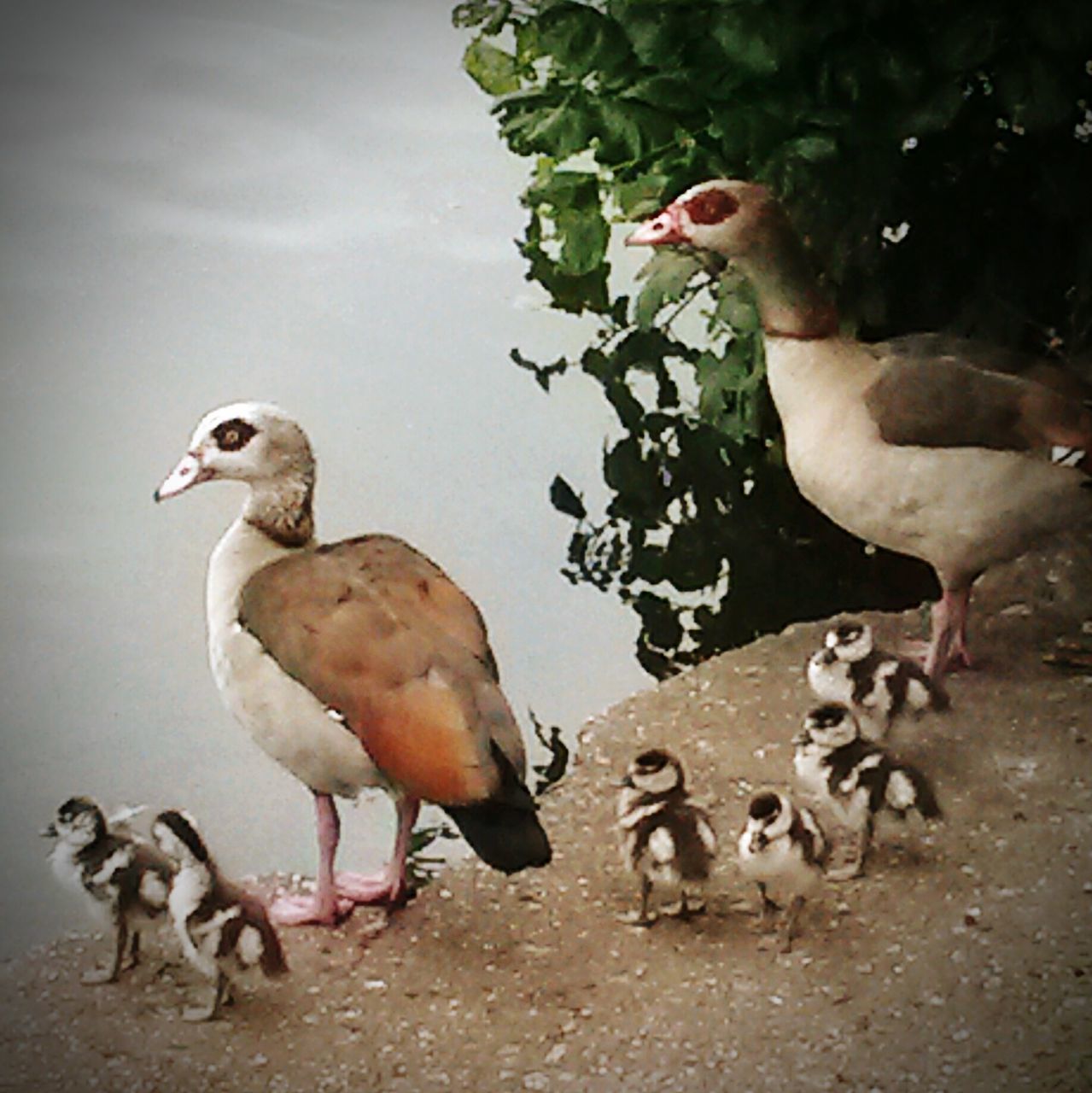 animal themes, bird, animals in the wild, wildlife, duck, togetherness, water, nature, high angle view, day, outdoors, medium group of animals, flock of birds, animal family, no people, young animal, lake, two animals, three animals