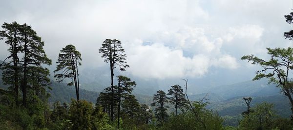 Low angle view of trees against sky