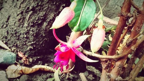 Close-up of pink butterfly on plant