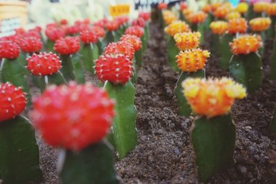 Close-up of fresh flowers blooming outdoors