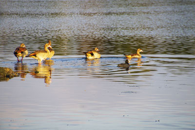 Ducks swimming in lake