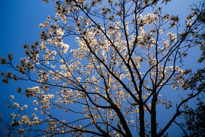 Low angle view of cherry tree against blue sky