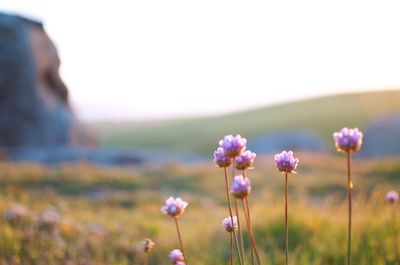 Close-up of pink flowering plants on field