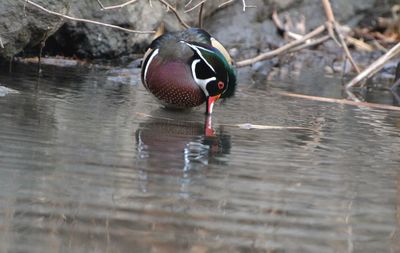 Duck swimming in lake