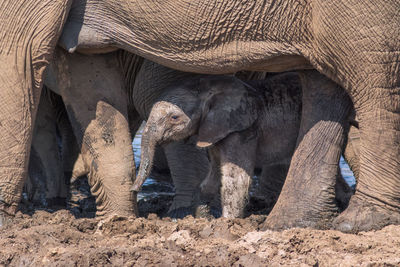 Elephant in mud