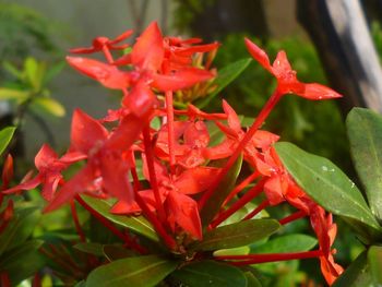 Close-up of red leaves