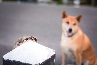 Portrait of dogs