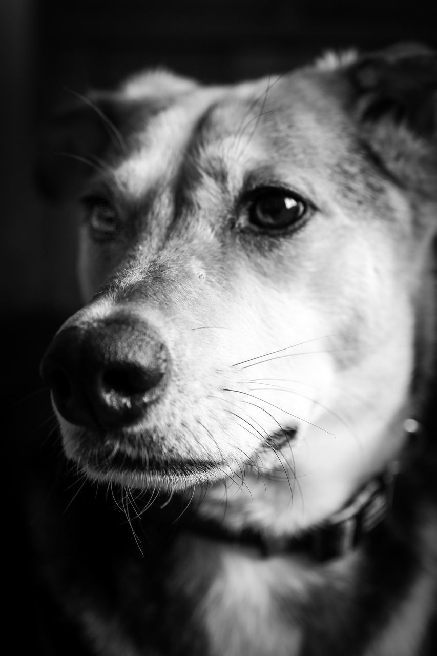 PORTRAIT OF DOG