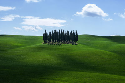 Green landscape with trees