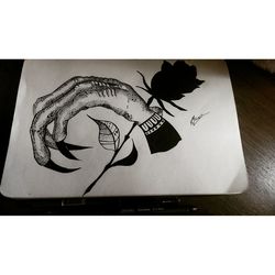 Close-up of bird against white background