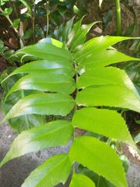 Close-up of green leaves