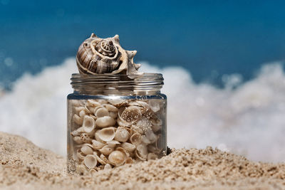 Seashells in jar on sand at beach
