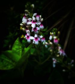 Close-up of purple flowers