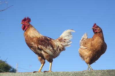 View of birds against clear blue sky