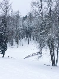 Trees on snow covered landscape