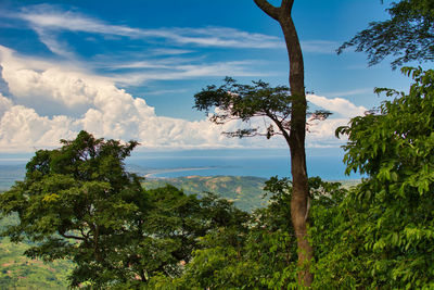 Trees on landscape against sky