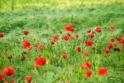 Close-up of poppies on field