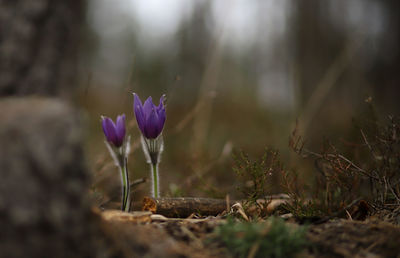 Close-up of purple crocus flowers on field