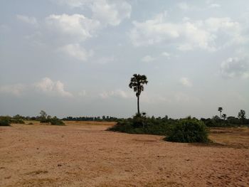 Palm trees on field against sky