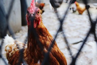 Close-up of chicken looking through fence