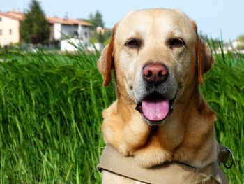 Close-up portrait of a dog