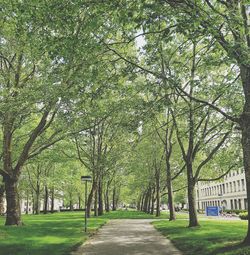 Footpath amidst trees in park