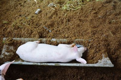 High angle view of cow lying on land