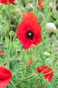 Close-up of red poppy flower on field