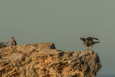 Bird perching on rock
