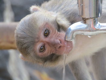 Close-up portrait of a monkey