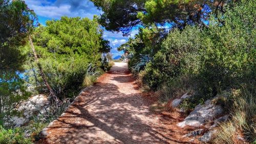 Footpath leading towards trees