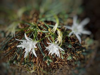 High angle view of white flower on field