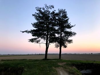 Tree on field against sky during sunset