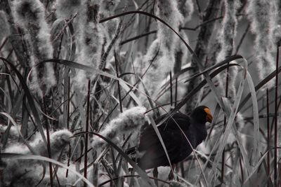 Birds perching on bare tree during winter