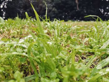 Close-up of grass growing in water