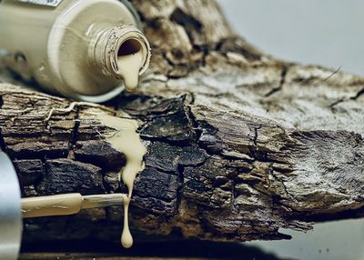 Close-up of bread on log