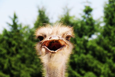 Close-up of ostrich against trees