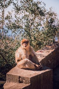 Monkey sitting on tree