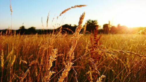 Crop growing in field