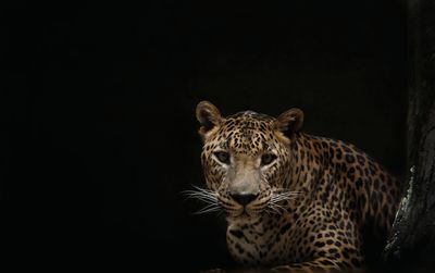 Portrait of leopard against black background