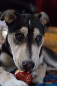 Close-up portrait of dog relaxing at home