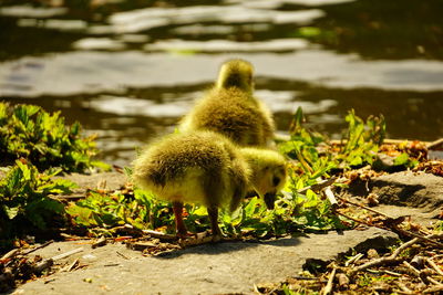 Close-up of ducklings on land by lake