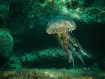 Close-up of jellyfish swimming in sea