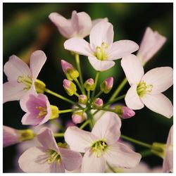 Close-up of pink flower