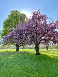 Cherry blossom tree in field