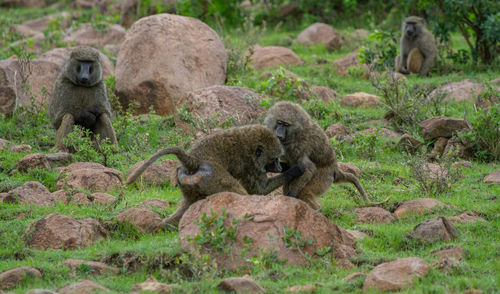 Monkey sitting in a field