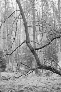 Bare trees in forest