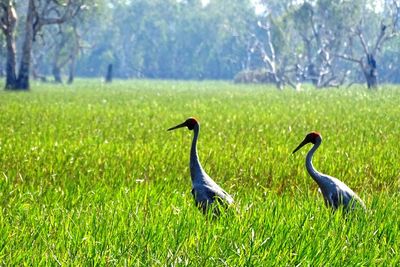 Ducks on a field